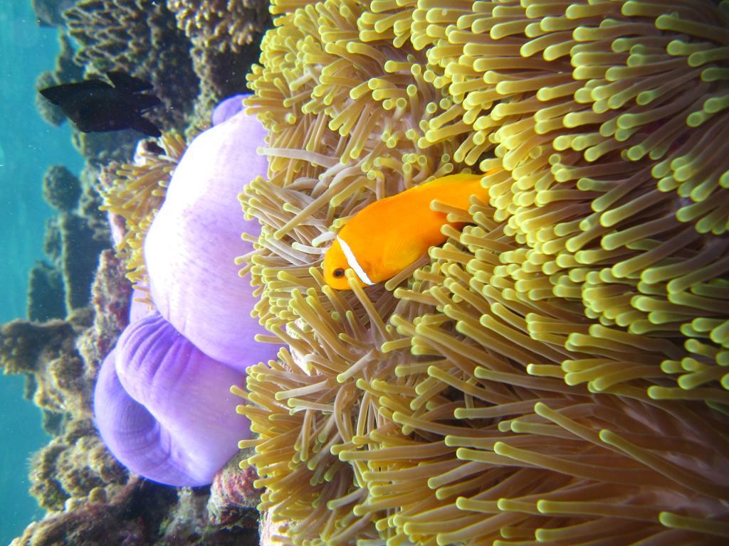 มารีนาเบย์ วิลลา ฮิมันดู Hotel Himandhoo ภายนอก รูปภาพ